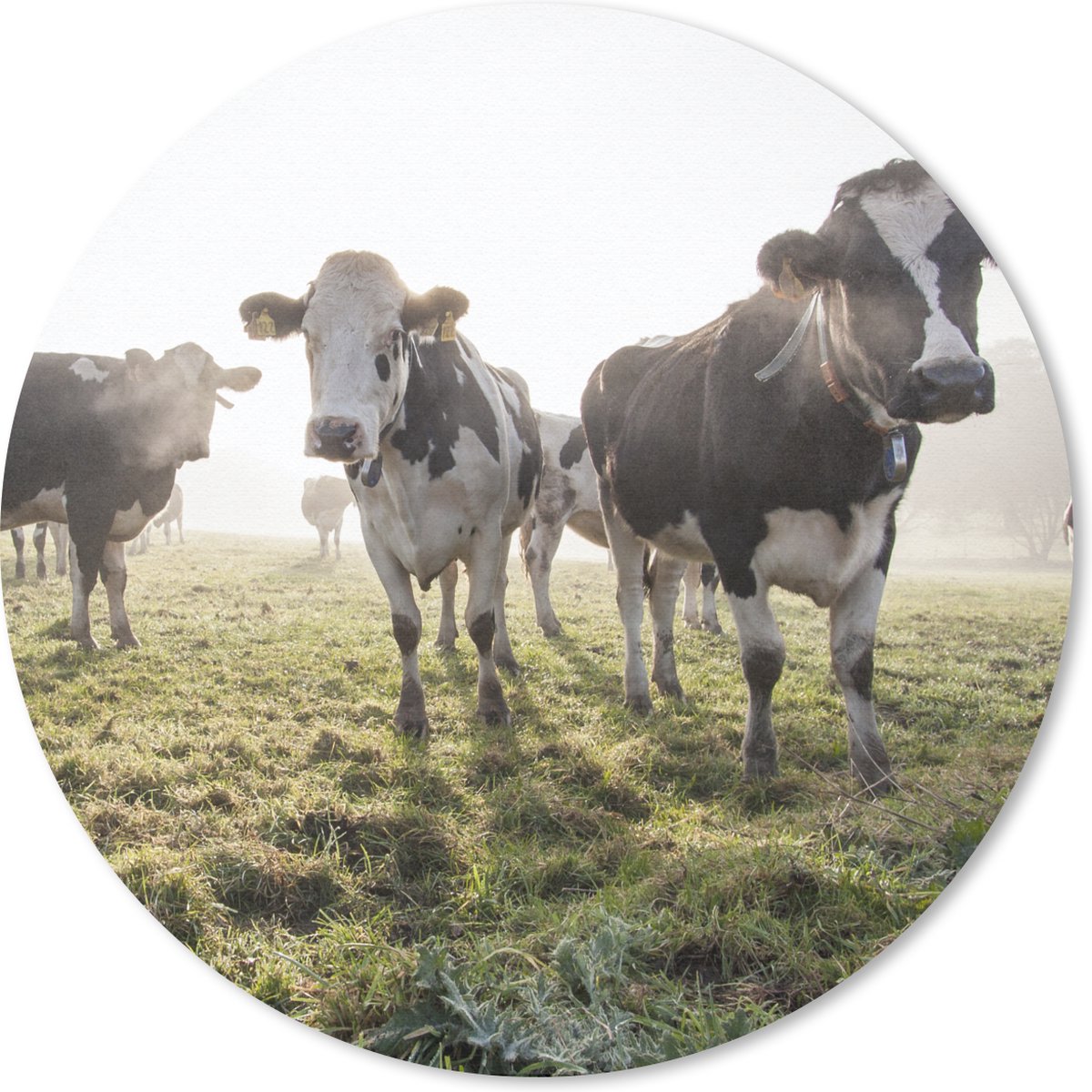 Muismat rond 40x40 cm - Mousepad Koe - Gras - Mist - Ronde muismatten