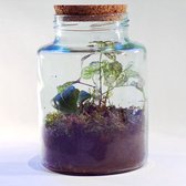 Merinda The Jar - Hypoest Hedera 18cm/ 24cm/ Hypoest Hedera - Terrarium