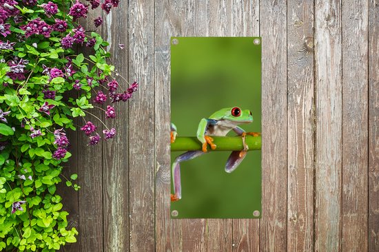 Poster de jardin Grenouilles - Branche - Vert - 40x80 cm - Décoration murale Outdoor - Poster jardin - Toile jardin - Poster clôture - Tableau jardin