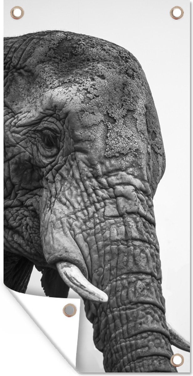 Décoration murale d'extérieur Éléphants curieux en noir et blanc