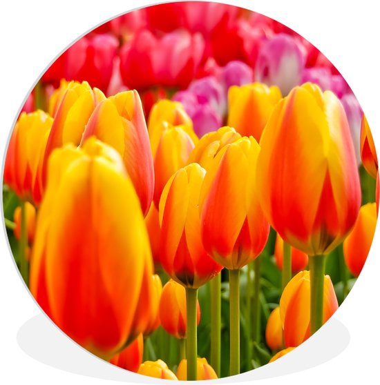 Wandcirkel - Muurcirkel Binnen - ⌀ - Kunststof - Oranje tulpen in de Keukenhof in Nederland