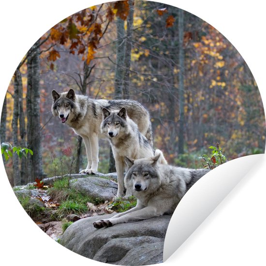 Papier peint Circle - Loups - Rocher - Forêt - 80x80 cm - Wall Circle