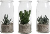 Hellogreen Kamerplant - Ecosysteem Wereld - 15 cm