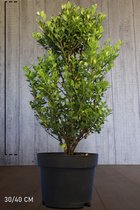 10 stuks | Japanse hulst 'Dark Green' ® Pot 30-40 cm - Compacte groei - Geschikt als hoge en lage haag - Geschikt voor vormsnoei - Kleinbladig - Wintergroen