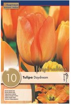 Zakje tulpenbollen - Tulipa 'Daydream' - oranje tulpen - 10 bollen