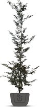 Rode Beuk | Fagus sylvatica Atropunicea | Stamomtrek: 18-20 cm