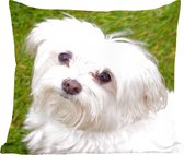Sierkussen - Maltezer Hond Kijkt Naar Boven - Multicolor - 50 Cm X 50 Cm
