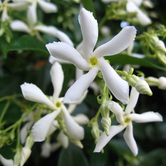 Jasmin étoilé (Trachelospermum Jasminoides) - Jasmin blanc de Toscane :  persistant -... | bol