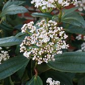 Viburnum davidii - Sneeuwbal - Planthoogte: 20-25 cm - Pot Ø 17 cm (2 liter)