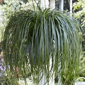 Carex oshimensis 'Ribbon Falls' - Bonte zegge - Planthoogte: 15 cm - Pot Ø 17 cm (2 liter)