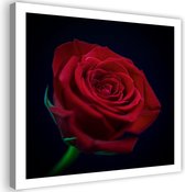 Trend24 - Canvas Schilderij - Rode Roos In Het Donker - Schilderijen - Bloemen - 60x60x2 cm - Rood