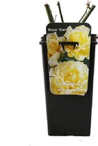 Rosa 'Garden Princess' - Struikroos, Pot 3.5L, 40 cm: Heldergele bloemen, compact en rijkbloeiend.