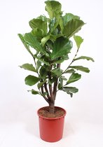 Kamerplant van Botanicly – Vioolplant  – Hoogte: 135 cm – Ficus Lyrata