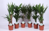 Kamerplanten van Botanicly – 6 × Drakenboom – Hoogte: 60 cm – Dracaena Marginata