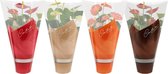 Kamerplanten van Botanicly – 4 × Flamingoplant – Hoogte: 36 cm – Anthurium andreanum
