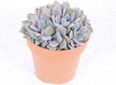 Cactus van Botanicly – Echeveria – Hoogte: 20 cm