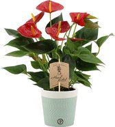 Kamerplant van Botanicly – Flamingoplant in twee toon keramiek pot als set – Hoogte: 36 cm – Anthurium diamond red