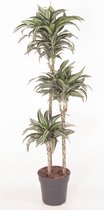 Kamerplant van Botanicly – Drakenboom – Hoogte: 130 cm – Dracaena fragrans Jade Jewel