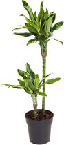 Kamerplant van Botanicly – Drakenboom – Hoogte: 75 cm – Dracaena fragr. Gold Dream