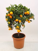 Kamerplant van Botanicly – Citrus Calamondin – Hoogte: 80 cm