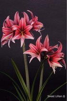 Amaryllisbol Rood - Roze gestreept (Lillian)  Hippeastrum