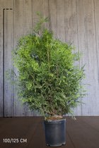 10 stuks | Westerse Levensboom 'Brabant' Pot 100-125 cm Extra kwaliteit - Snel zichtdicht - Vruchtdragend - Weinig onderhoud - Zeer winterhard