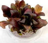AQL - Echinodorus reni (3 x in vitro cup 100cc)