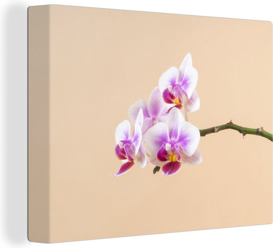 Canvas Schilderij Witte en roze orchidee - 120x90 cm - Wanddecoratie