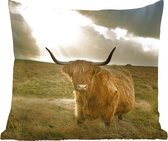 Highlander écossais - Soleil - Animaux