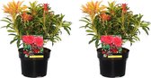 Plant in a Box - Pieris 'Forest Flame' - Set van 2 - Opvallende heester met vuurrode bladeren - Rotsheide - Pot 17cm - Hoogte 25-40cm