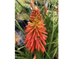 6 x Kniphofia 'Papaya Popsicle' - Vuurpijl, Fakkellelie P9 Pot (9 x 9cm) - Dima Vaste Planten