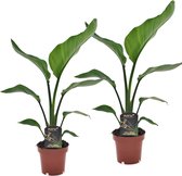 Plant in a Box - Set van 2 Strelitzia Nicolai - Paradijsvogelplant - Kamerplant - Pot ⌀12cm - Hoogte ↕ 35-45cm