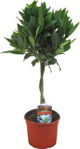 Plant in a Box - Laurus Nobilis - Laurier boom met gedraaide stam - Pot ⌀17 cm - Hoogte ↕ 60-70cm