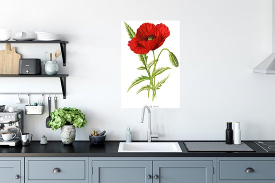 Illustration Vintage d'une affiche fleur rouge papier 40x60 cm - Tirage photo sur Poster (décoration murale salon / chambre) / Poster Fleurs