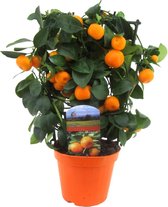 Plant in a Box - Citrus Calamondin op een rekje - Mini mandarijn - Kamerplant - Pot 14cm - Hoogte 25-40cm