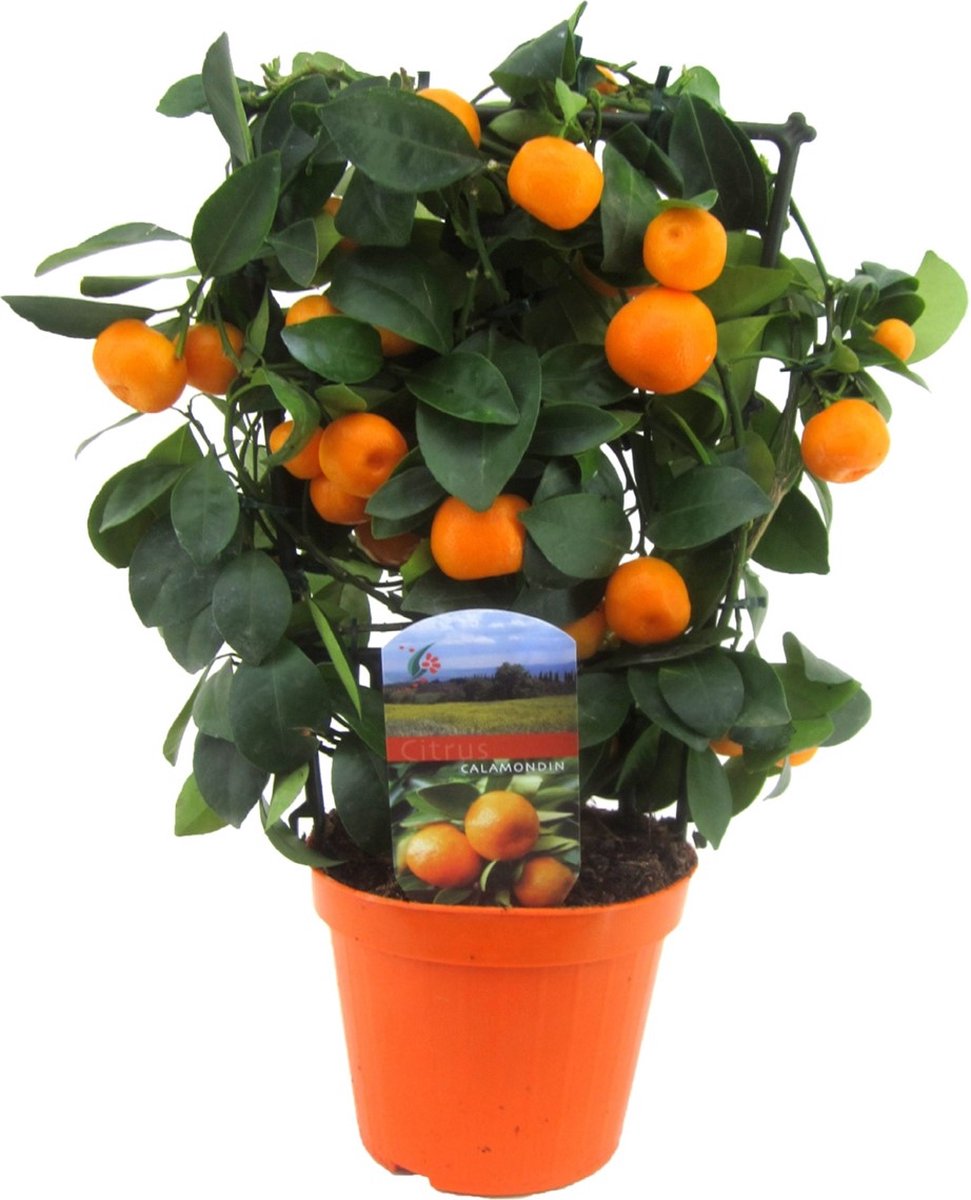 Plant in a Box - Méditerranée Mix de 4 - Citrus calamondin, Citrus