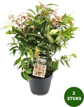 Druifheide - Leucothoe fontanesiana 'Rainbow' - wintergroene vaste plant - potmaat Ø17cm - 2 stuks