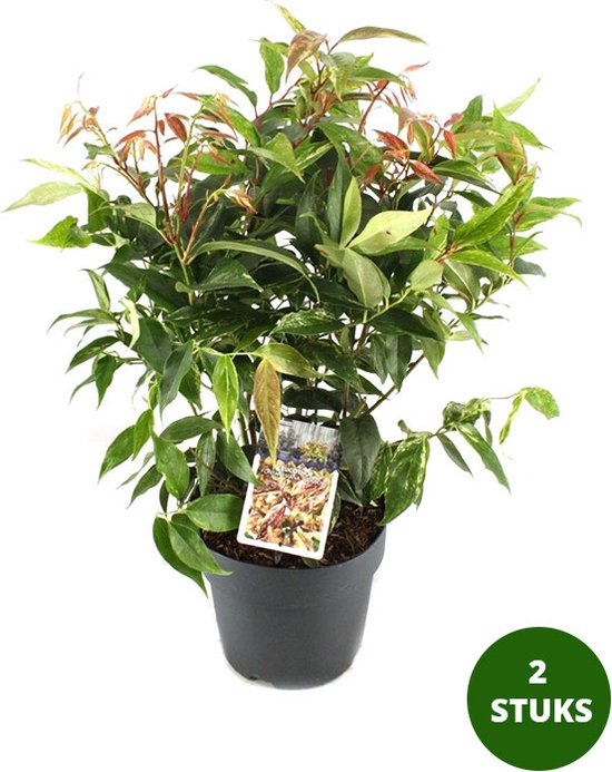 Druifheide - Leucothoe fontanesiana 'Rainbow' - wintergroene vaste plant - potmaat Ø19cm - 2 stuks