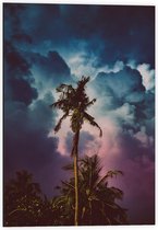 Dibond - Palmboom in Paars Blauwe Lucht - 40x60cm Foto op Aluminium (Wanddecoratie van metaal)