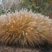 100 x Miscanthus sinensis - Chinees Prachtriet in 9x9cm pot met hoogte 5-10cm