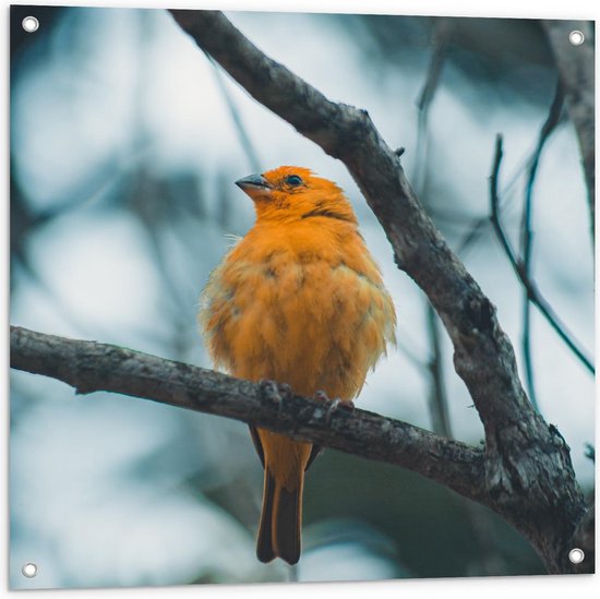 Tuinposter – Gele Vogel op Tak  - 80x80cm Foto op Tuinposter  (wanddecoratie voor buiten en binnen)