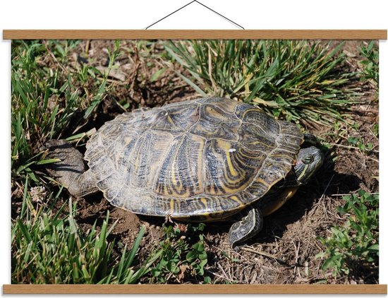 Foto: Schoolplaat platte schildpad 90x60cm foto op textielposter wanddecoratie op schoolplaat 