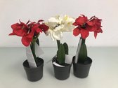 Kunstplanten - amaryllis - wit(1) en rood(2) - LED verlichting in de bloem - 3 stuks