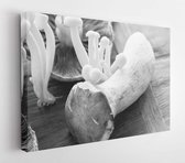 Close-up of fresh mushrooms isolated over natural background  - Modern Art Canvas - Horizontal - 700411498 - 80*60 Horizontal