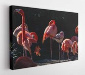 Group of american flamingoes with tags on their legs at a zoo in California  - Modern Art Canvas - Horizontal - 270545900 - 115*75 Horizontal