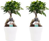 Hellogreen Kamerplant - Set van 2 - Ficus Ginseng Bonsai - 30 cm - Anna Keramiek wit