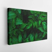 Onlinecanvas - Schilderij - Green Leaf Natural For Background. Tiny Green Leaf Art Horizontal Horizontal - Multicolor - 30 X 40 Cm