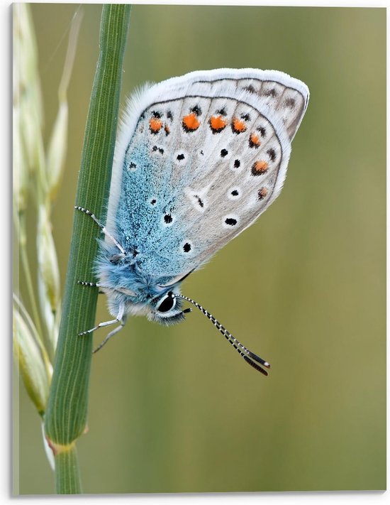 Foto: Acrylglas blauwkleurige vlinder op groene plant 30x40cm foto op acrylglas wanddecoratie op acrylglas 