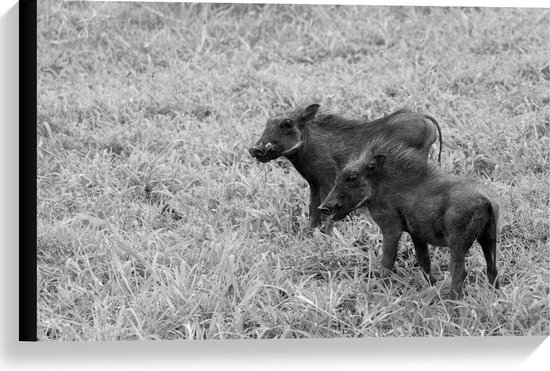 Canvas  - Kleine Zwijntjes in het Gras (zwart/wit) - 60x40cm Foto op Canvas Schilderij (Wanddecoratie op Canvas)