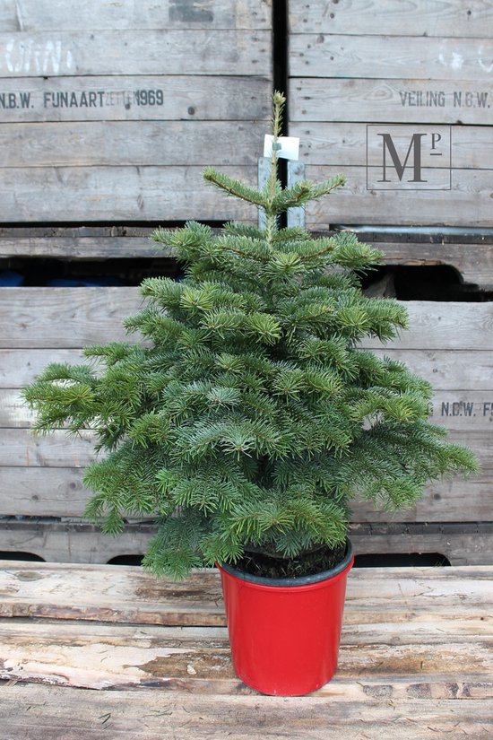 Echte kerstboom - Nordmann in pot gekweekt 100-110cm | bol.com